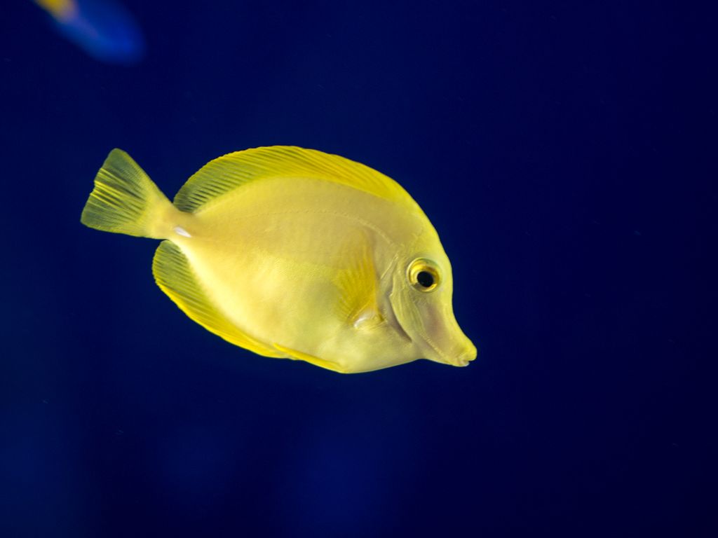 Meoto Iwa & Toba Aquarium