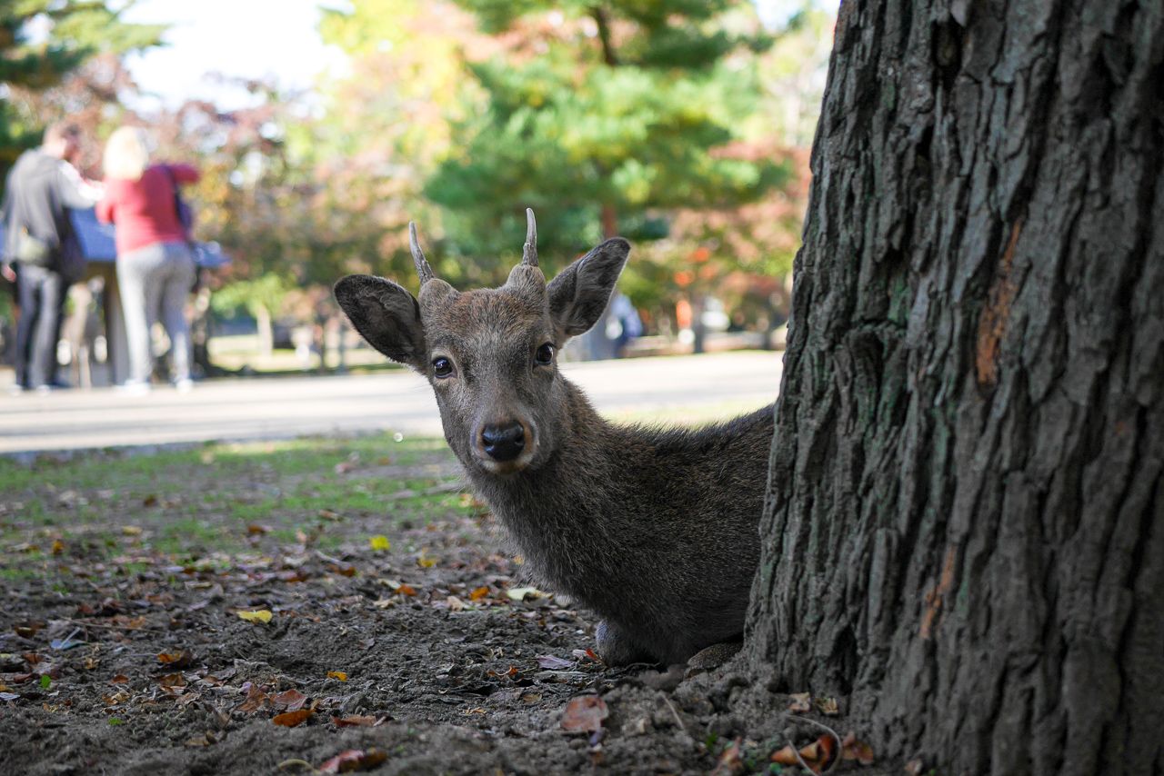 Nara
