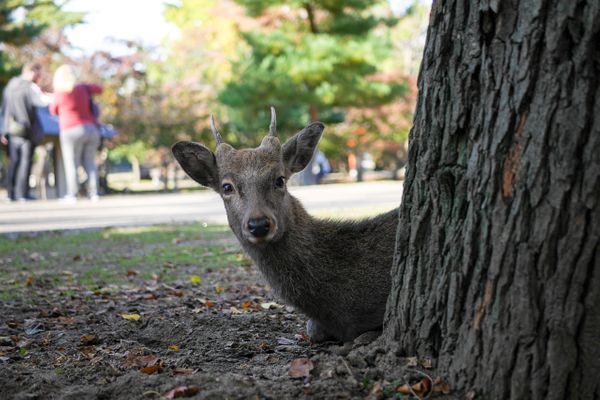 Nara